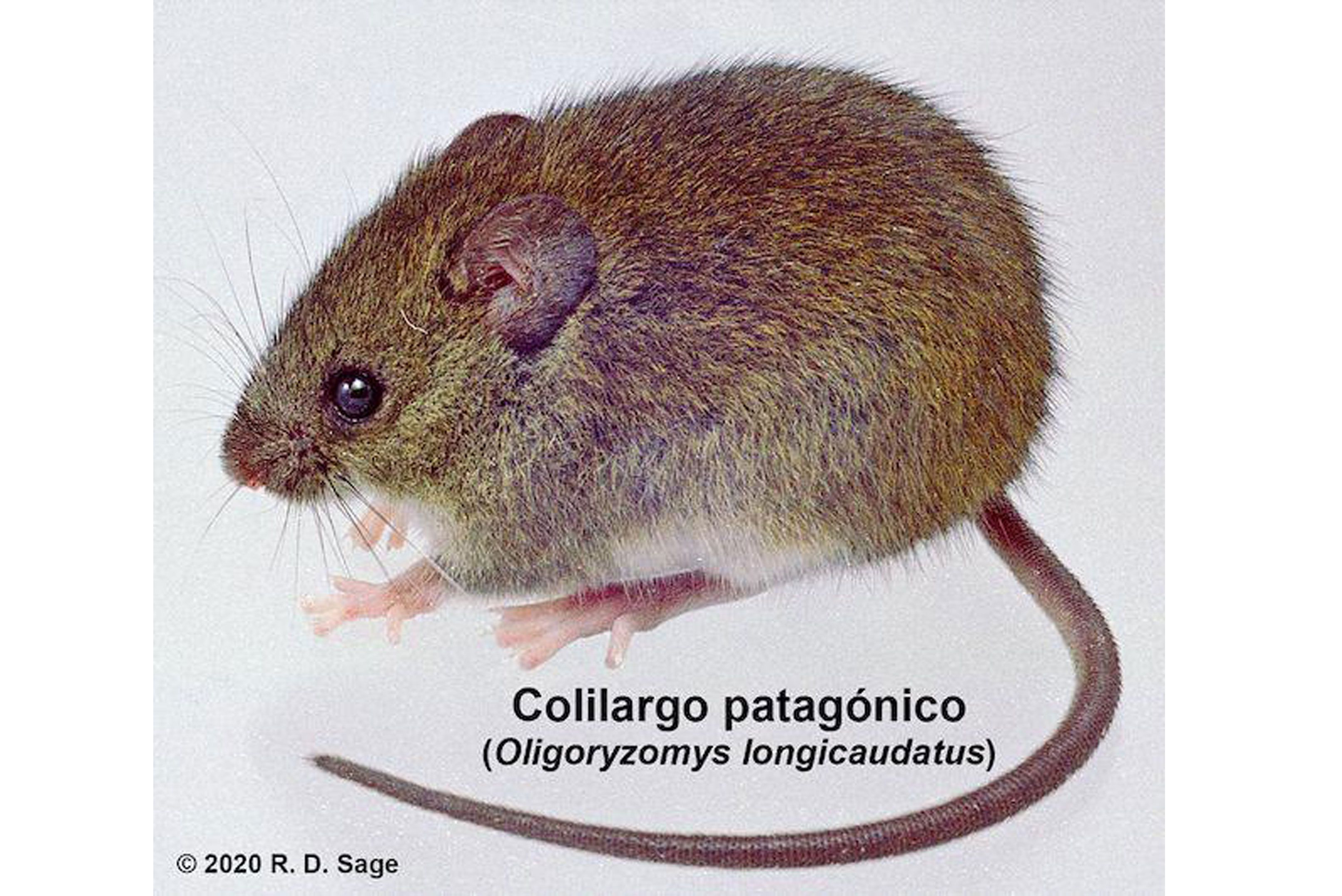 Ratón Calilargo