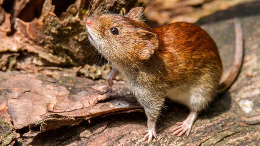 Ratón Colilargo