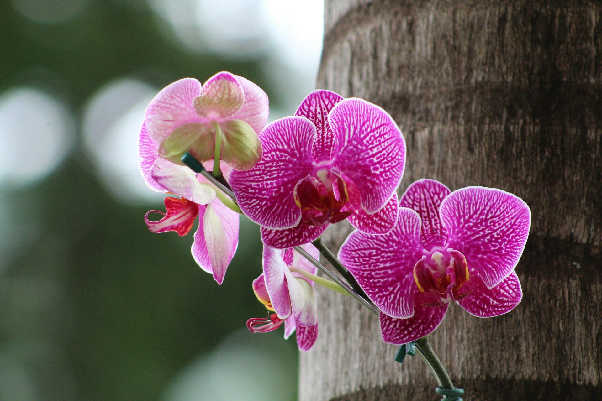 Orquideas