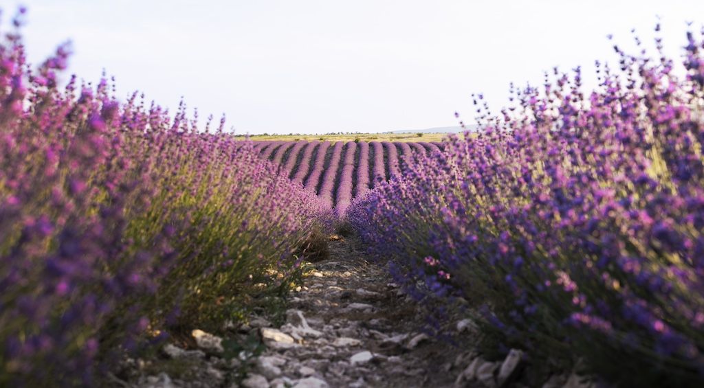 Lavanda Brihuega