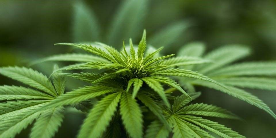 Grow Shop, el auge de este nuevo negocio online