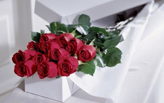 rosas-para-san-valentín