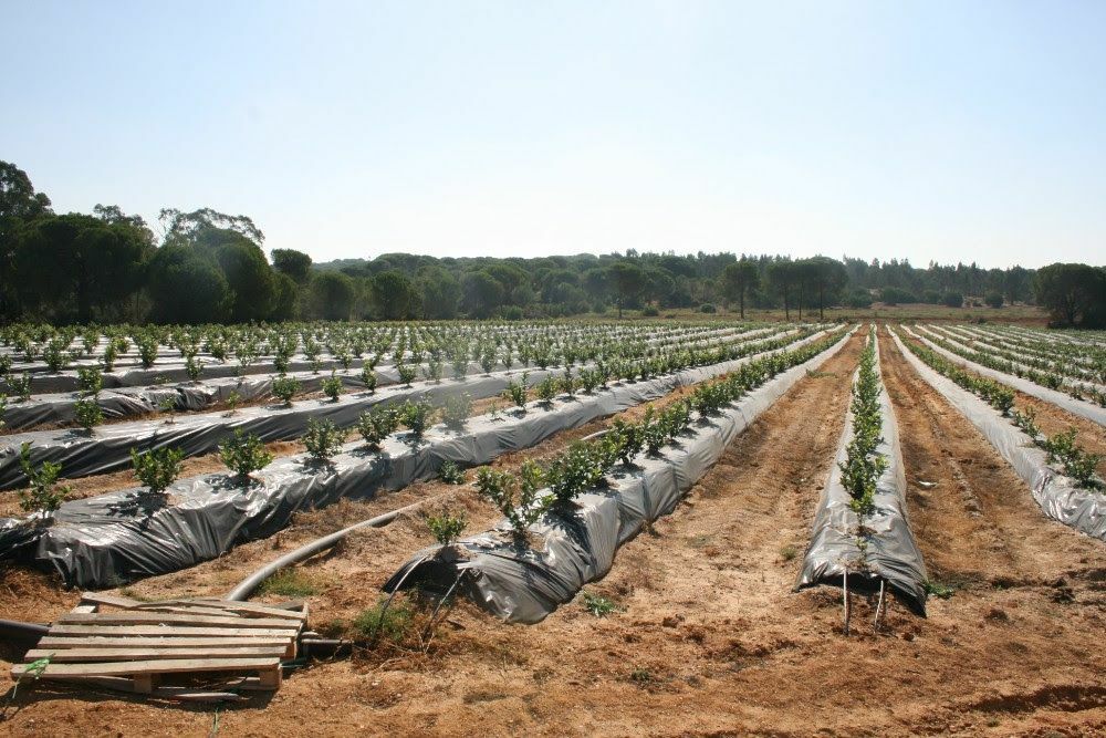 Doñana Agricultura Ilegal