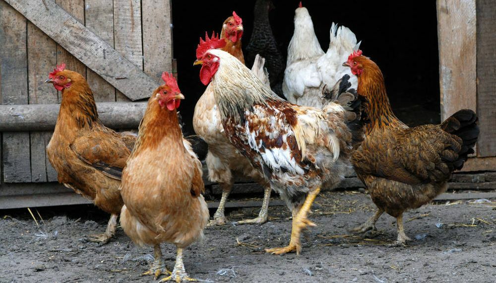 Gallinas ponedoras