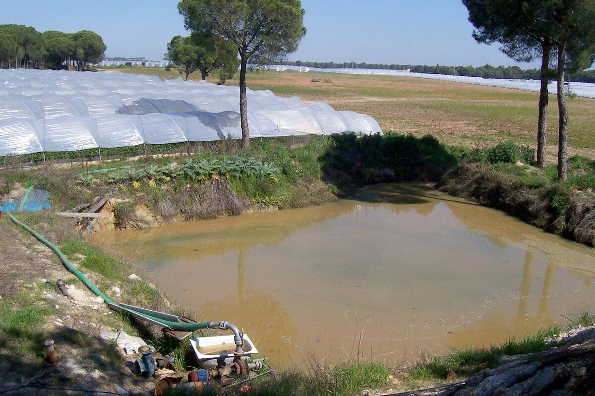 Balsa Doñana
