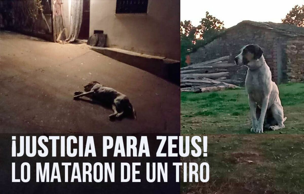 PACMA-denuncia-la-muerte-a-tiros-de-un-perro-callejero-en-Zamora