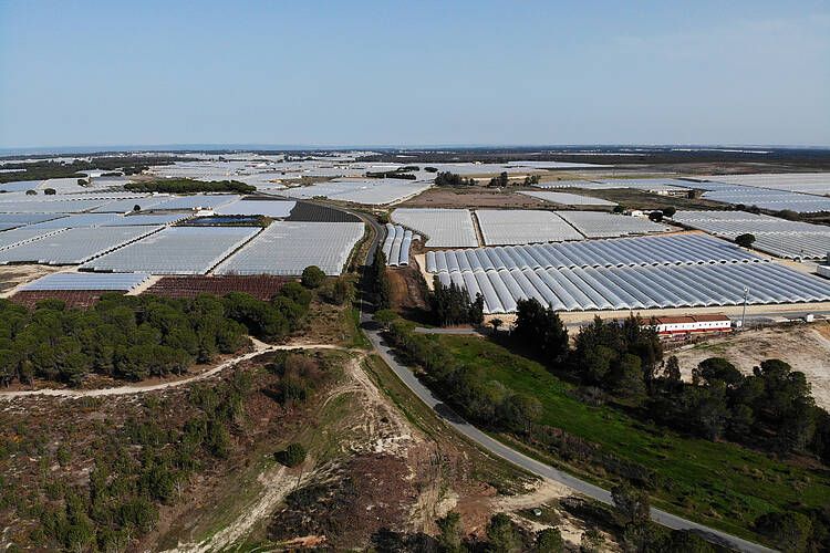 doñana regadios