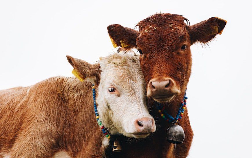 El-Consejo-de-Ministros-da-luz-verde-a-la-ley-de-bienestar-animal.jpg