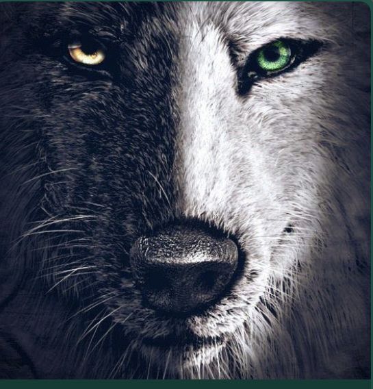 lobo