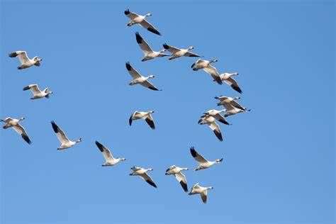 aves migratorias
