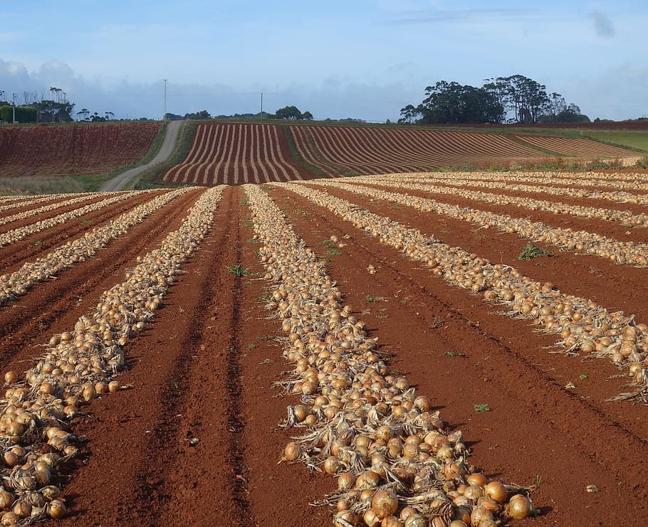 onion-onions-line-field