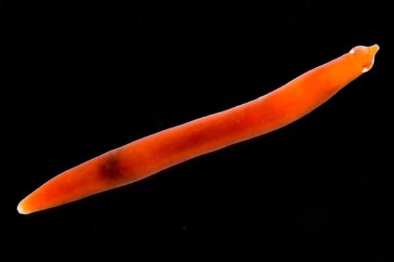 Giribet_Antarctonemertes-valida_baja