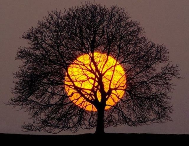 ARBOL
