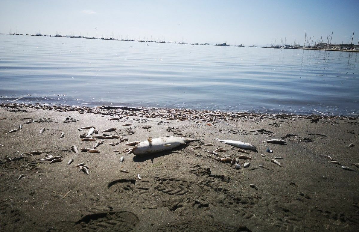 mar-menor-peces-muertos2