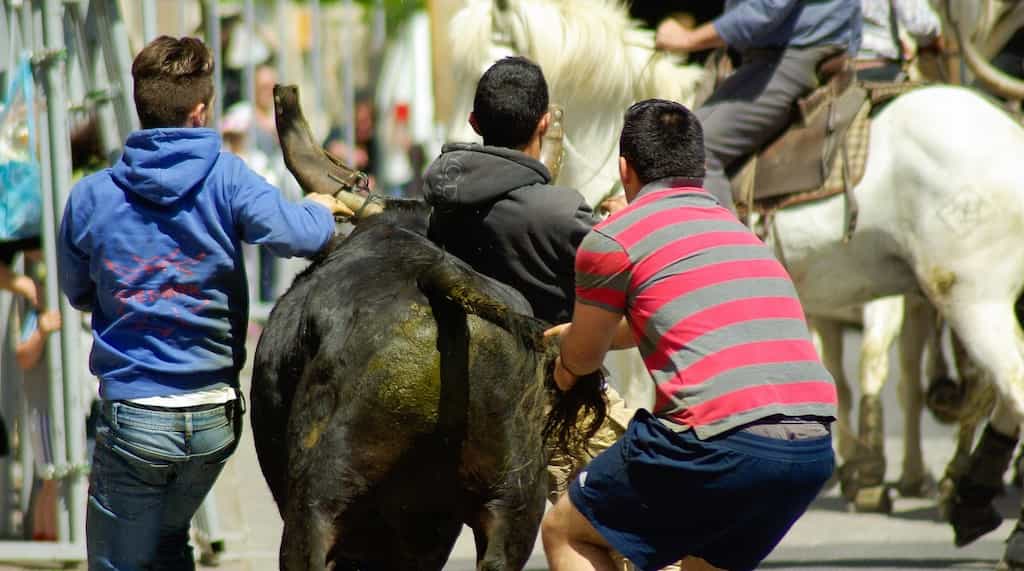 Las fiestas taurinas se cobran un elevado número de víctimas cada año.