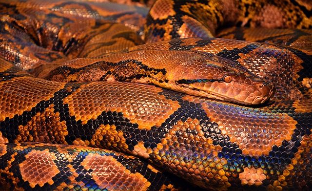serpiente