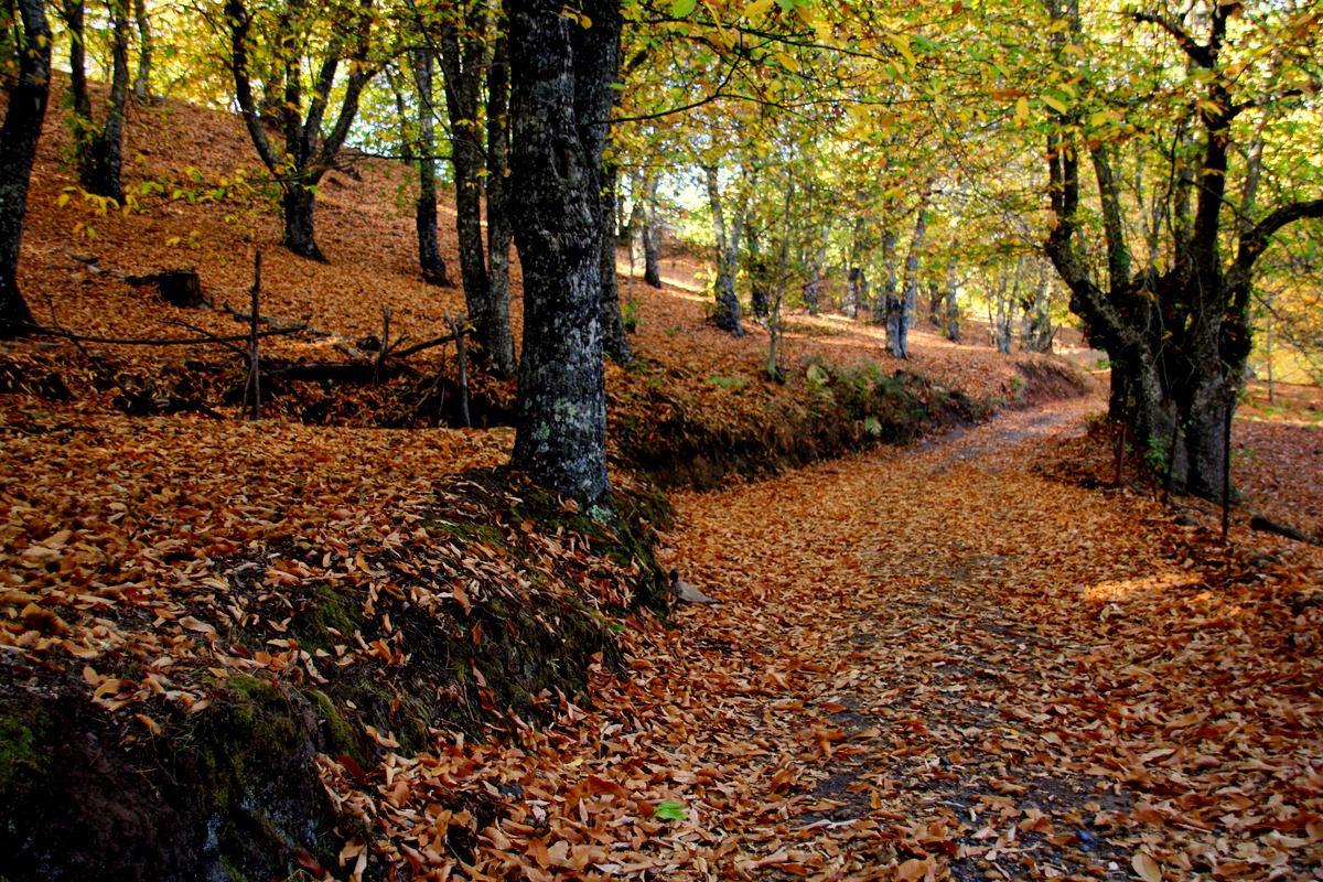 Bosque de Cobre Pujerra 1-min