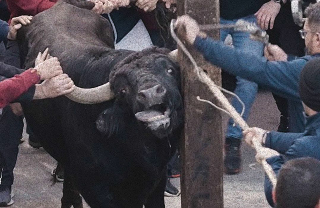 Toro-1