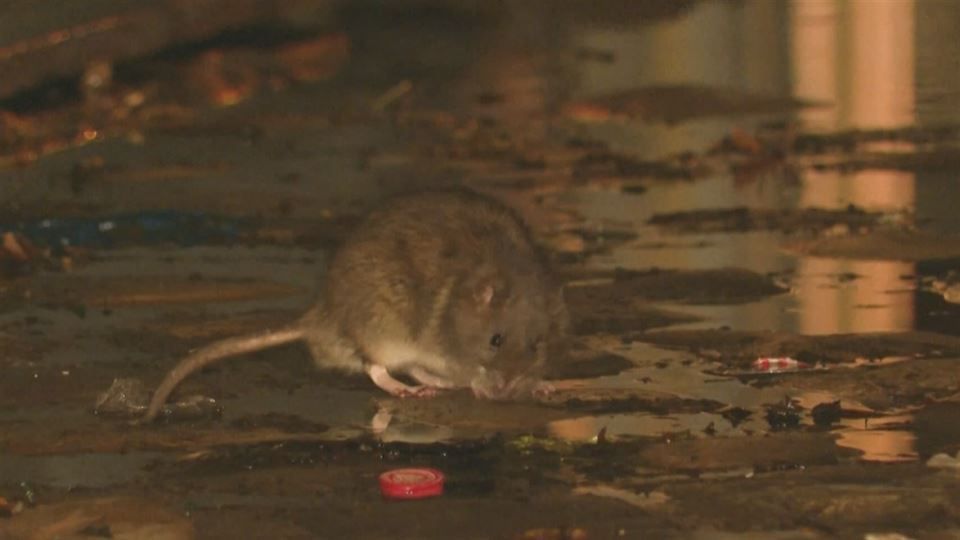 rata