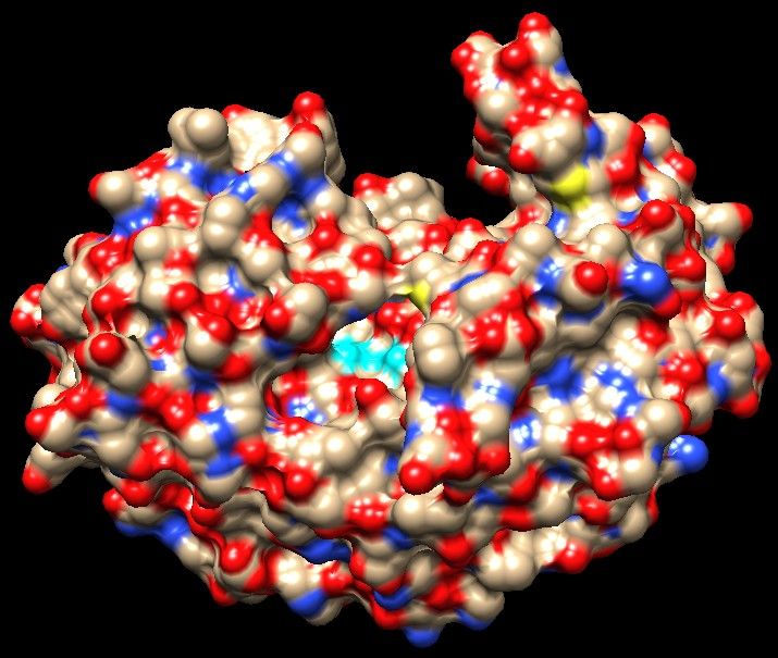 5pep_superficie_chimera