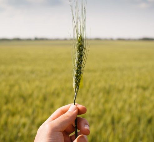 Cereal Ucrania