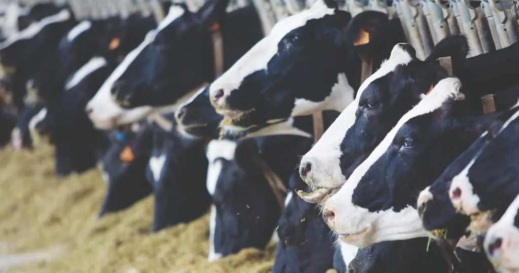 vacas-scaled-1200x630-c-default