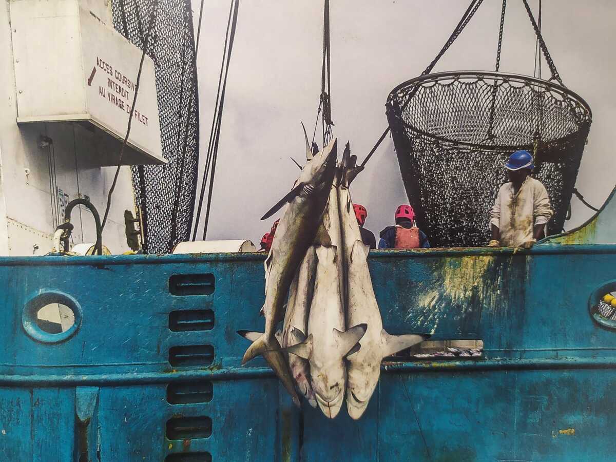 Pesca indiscriminada de escualos