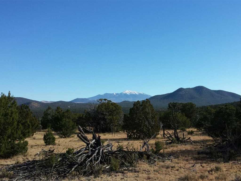 Bosque_abiertoArizona_manueldelgadoBaquerizo_NO