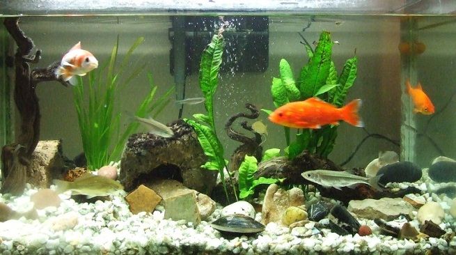 peces feos