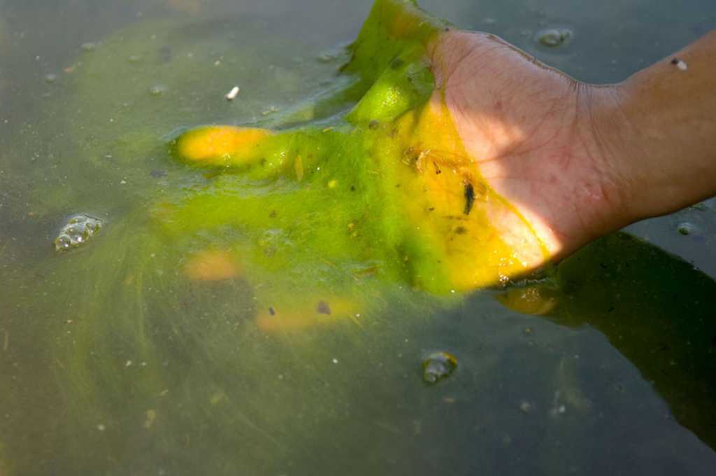 Algae_bloom_in_Reflecting_Pool_Washington_DC._2007_Potomac_River_Chesapeake_Bay_watershed._USEPA_photo_by_Eric_Vance_13765962984.jpg
