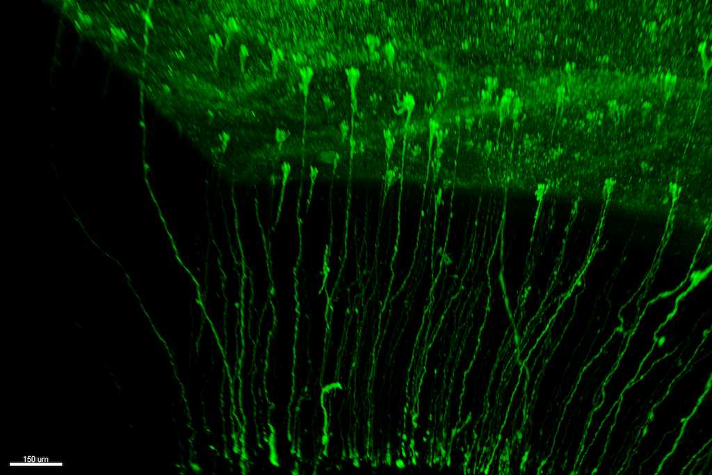 Del Valle Anton 2024_NP