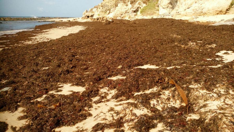 De Asia a España: la amenaza de un  alga invasora en el Mediterráneo