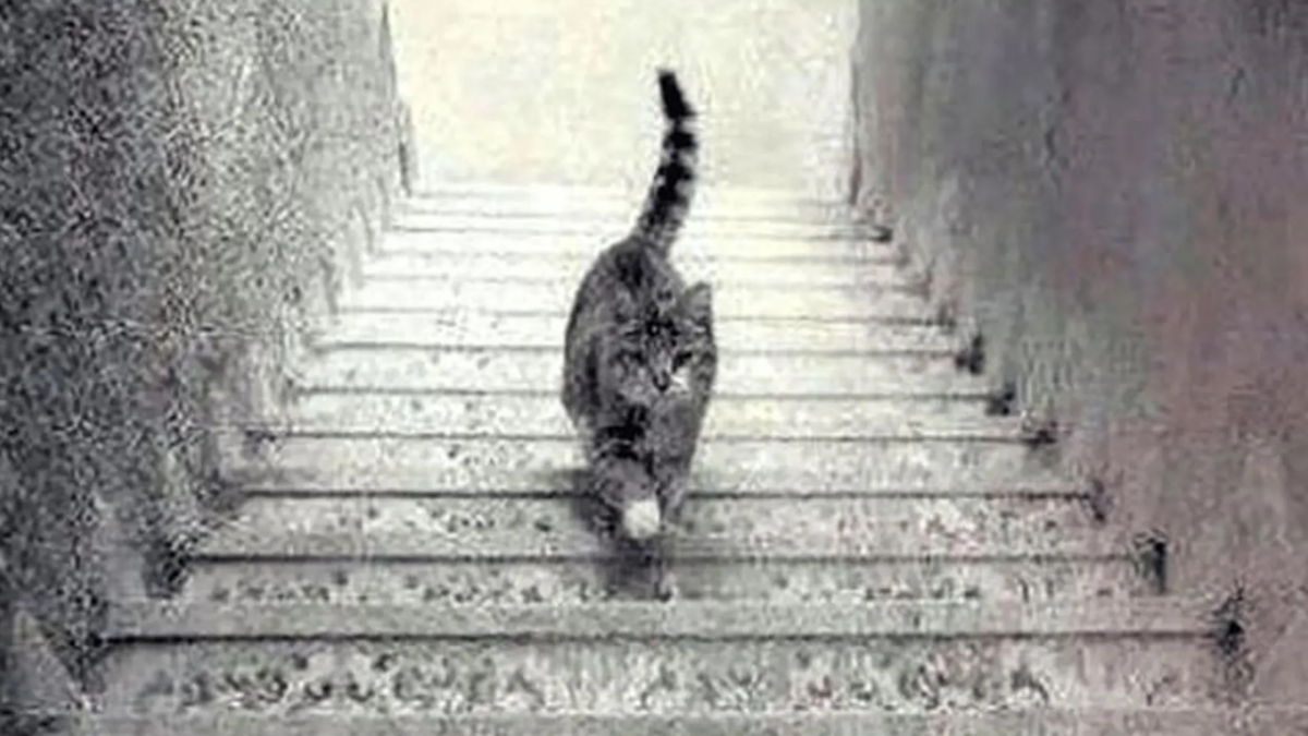 Gato Alvise