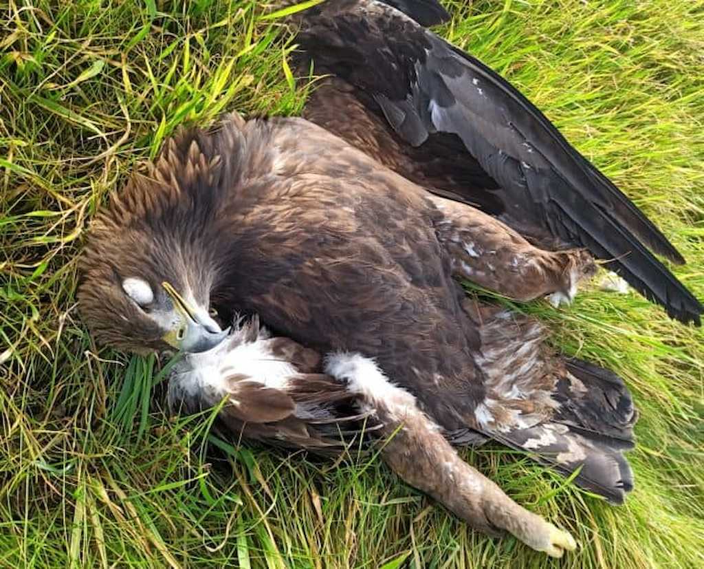aguila-imperial-electrocutada-696x562-1
