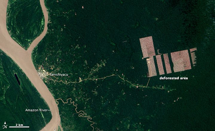 amazonia-tamshiyacu_oli_2013240_2_op.jpg