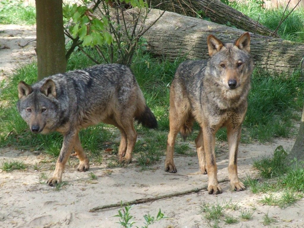 Lobos-1024x768