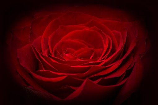 rose-266611__340