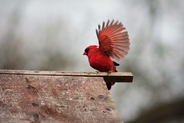 pájaro volar