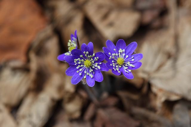flores