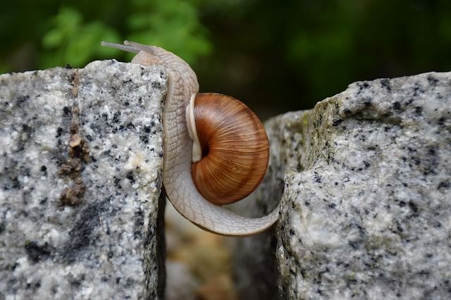 superación caracol