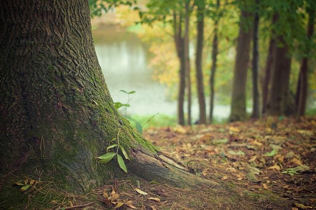 naturaleza